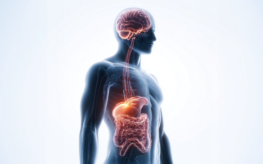 Creva & mozak: Kako zdrava creva utiču na raspoloženje i mentalnu jasnoću