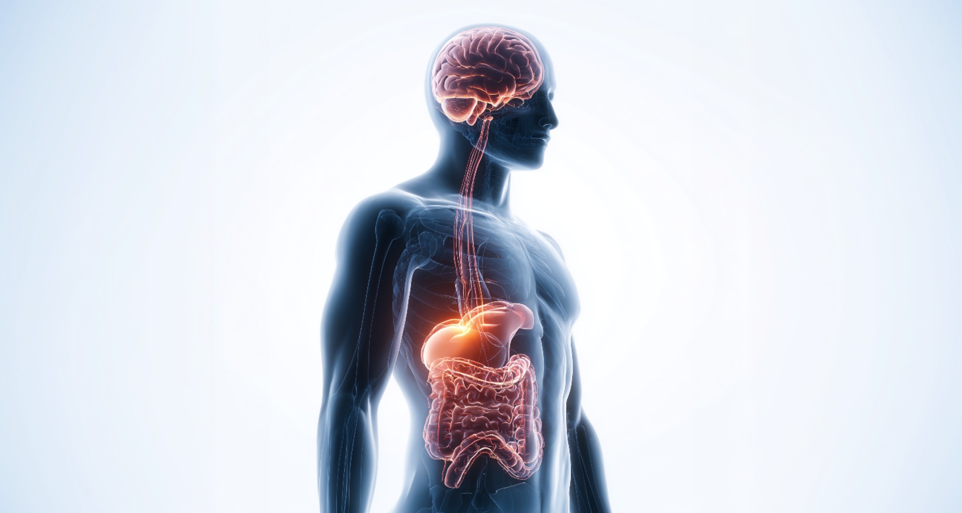 Brinući o crevima, istovremeno brinemo i o mozgu